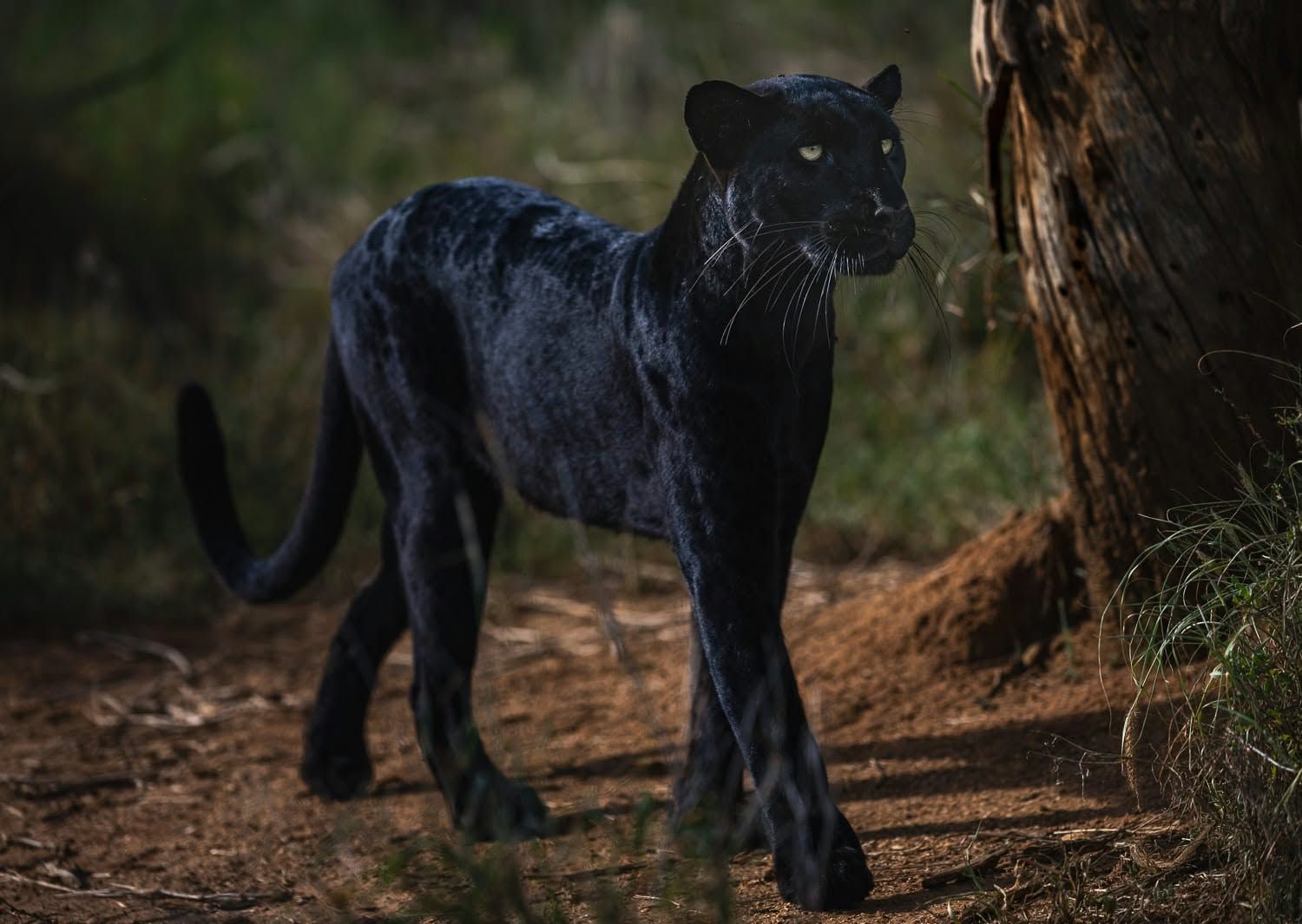 A black leopard standing beside a tree trunk in Laikipia