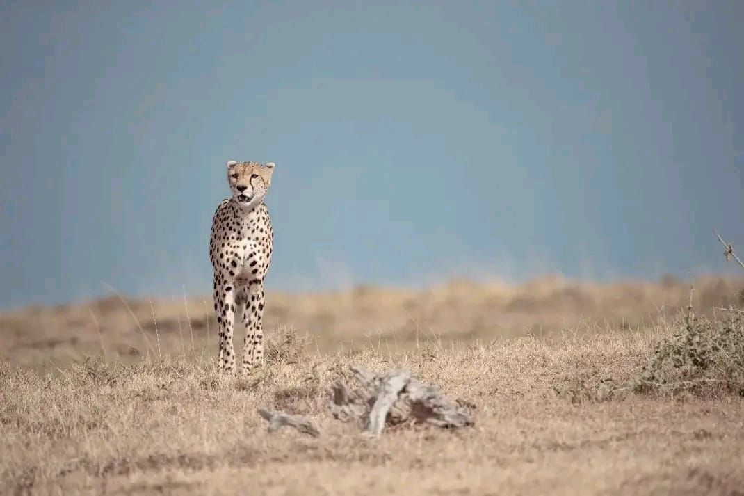 A cheetah standing alert on open ground