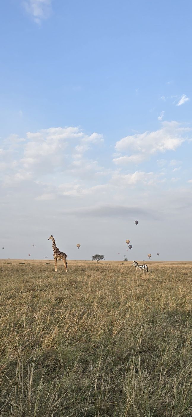 A giraffe and a zebra on the plains with hot-air balloons in the sky